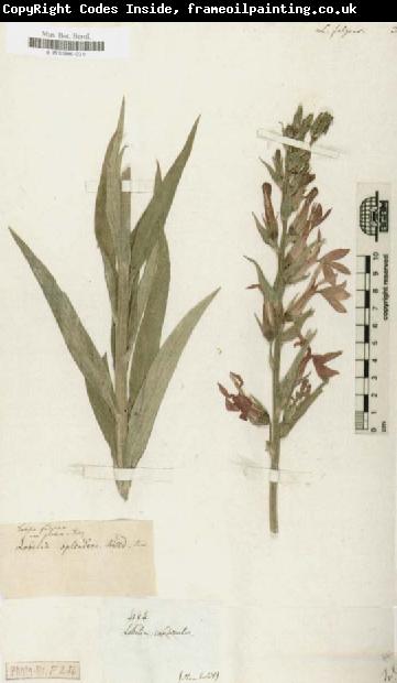 Alexander von Humboldt Lobelia fulgens